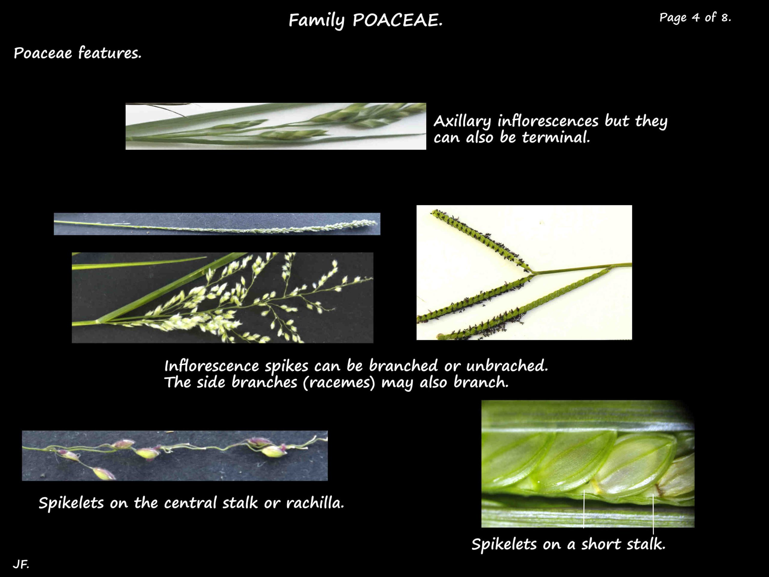 4 Grass inflorescences